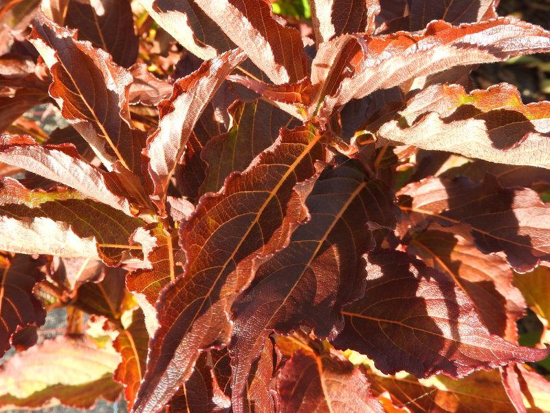 Schöne Herbstfärbung der Weigela Red Prince