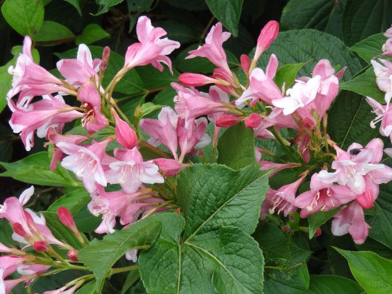 Die rosablühende Weigela florida in Blüte