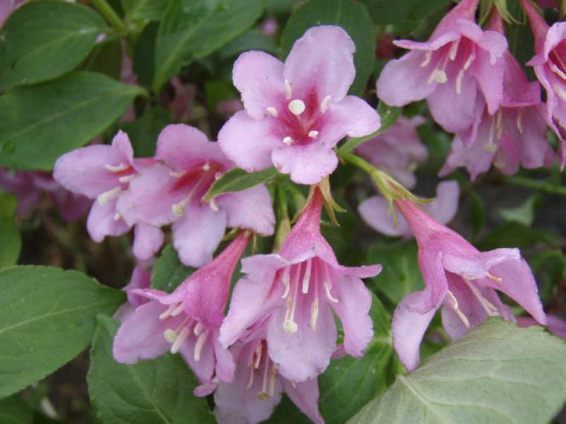 Blüten von Weigela florida Giras