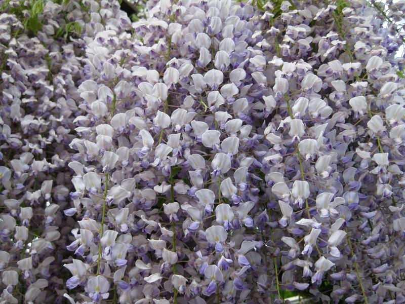 Japanischer Blauregen - Blaue Blüten