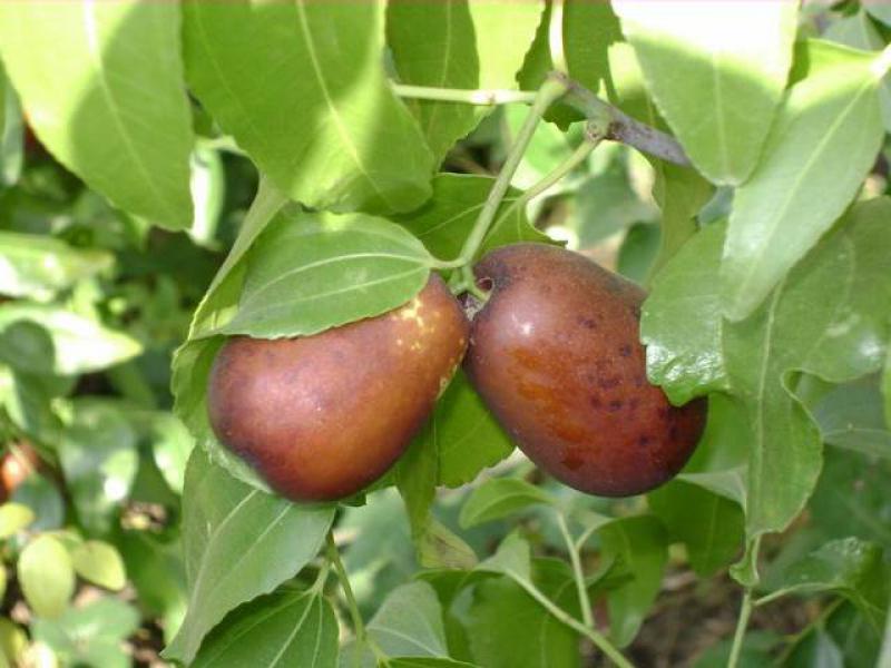 Früchte an der Jujube oder Judendorn