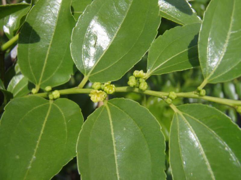 Ziziphus Ju-Tao-Tzao in Blüte
