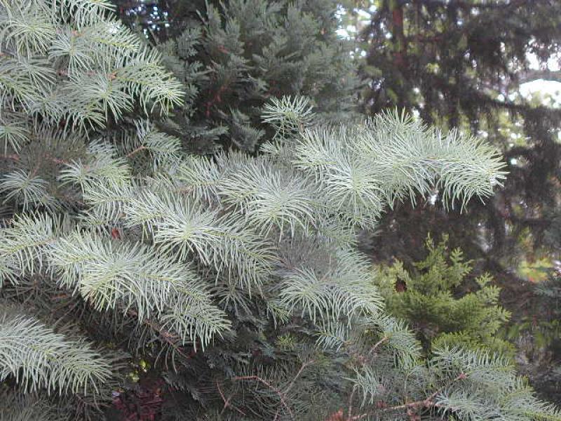 Abies concolor