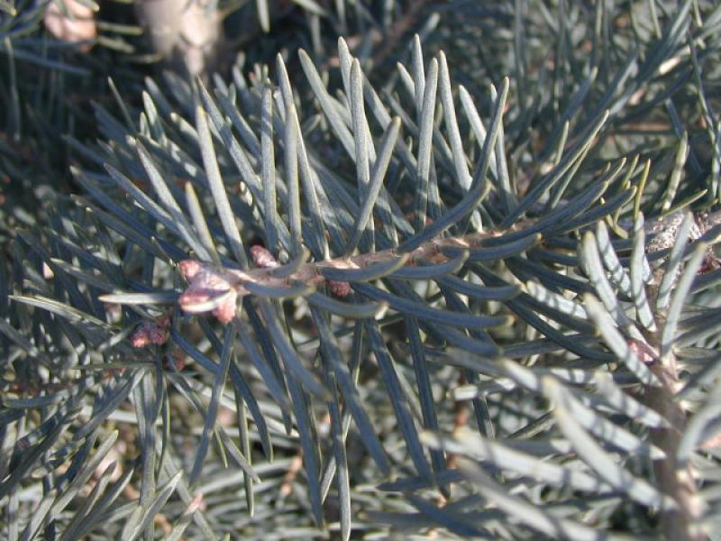 Abies concolor
