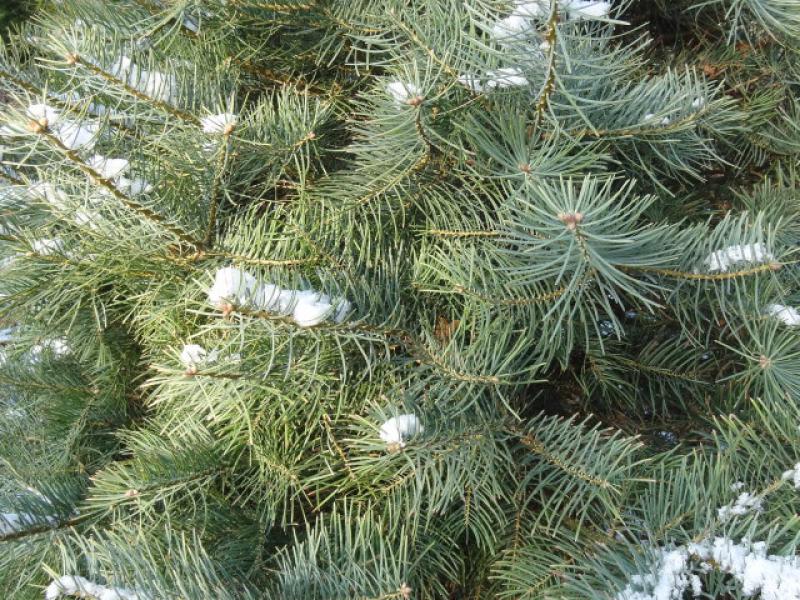 Abies concolor