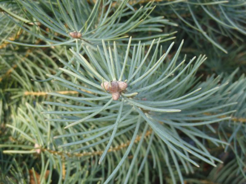 Abies concolor