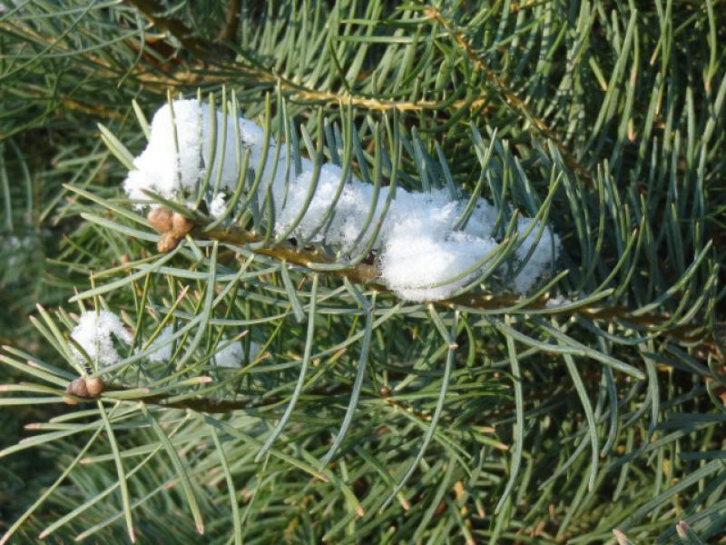 Abies concolor