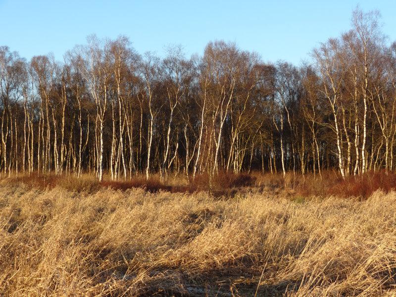 Moorbirken im Herrenmoor bei Nutteln (Aufnahme aus Dezember)