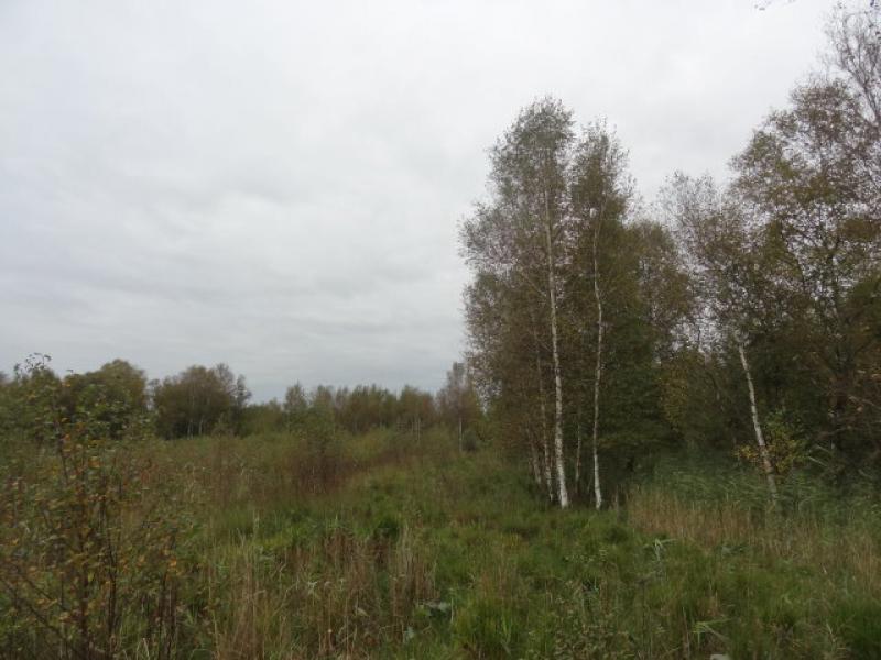 Glasbjörk, Betula pubescens