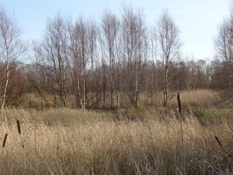 Glasbjörk, Betula pubescens