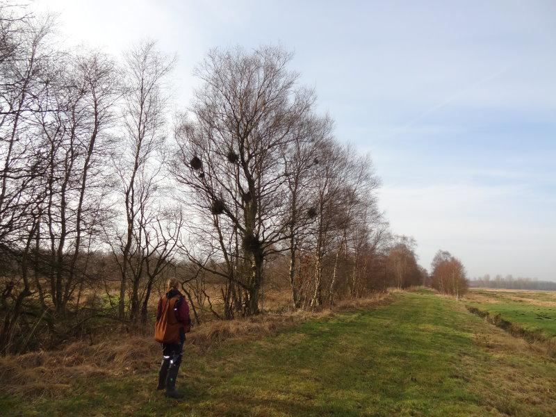 Betula pubescens im Februar