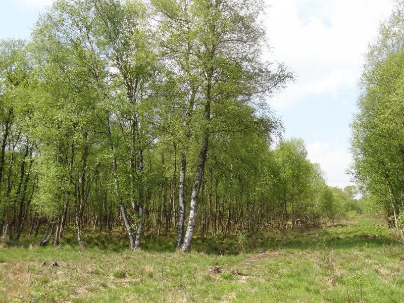 Die Moorbirke mit weißer Rinde und hellgrünem Laub im Frühjahr