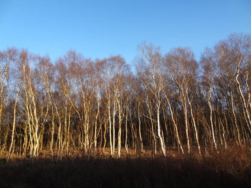 Bestand von Betula pubescens im Herrenmoor bei Nutteln (Aufnahme aus Dezember)