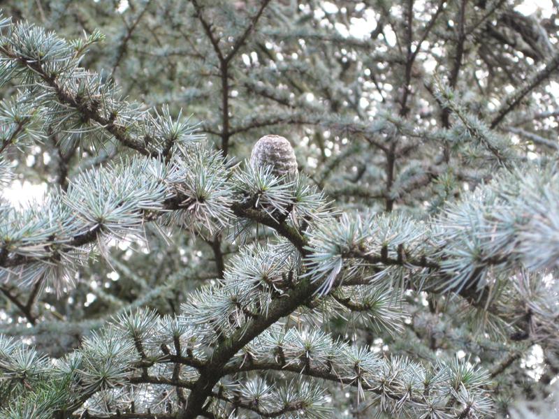 Zapfen der Cedrus atlantica Glauca