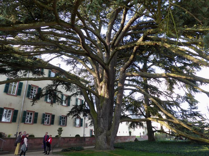 200-jährige Libanonzeder im Schlosspark Bad Homburg