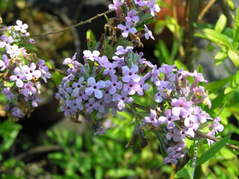 Blüten des Hänge-Sommerflieder