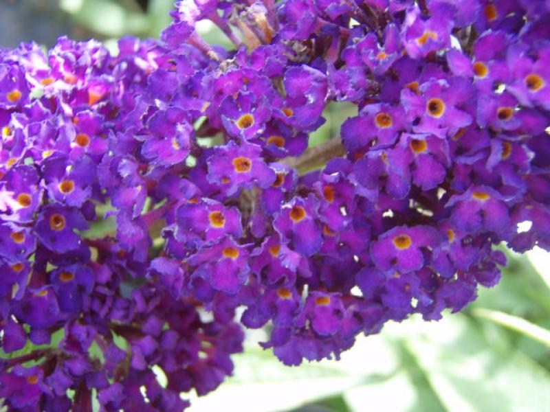 Sommerflieder Black Knight