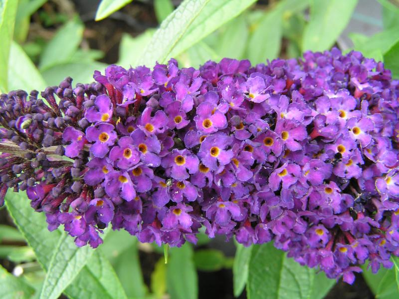 Sommerflieder Black Knight