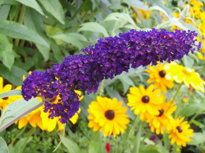 Die Blüte von Buddleja Black Knight