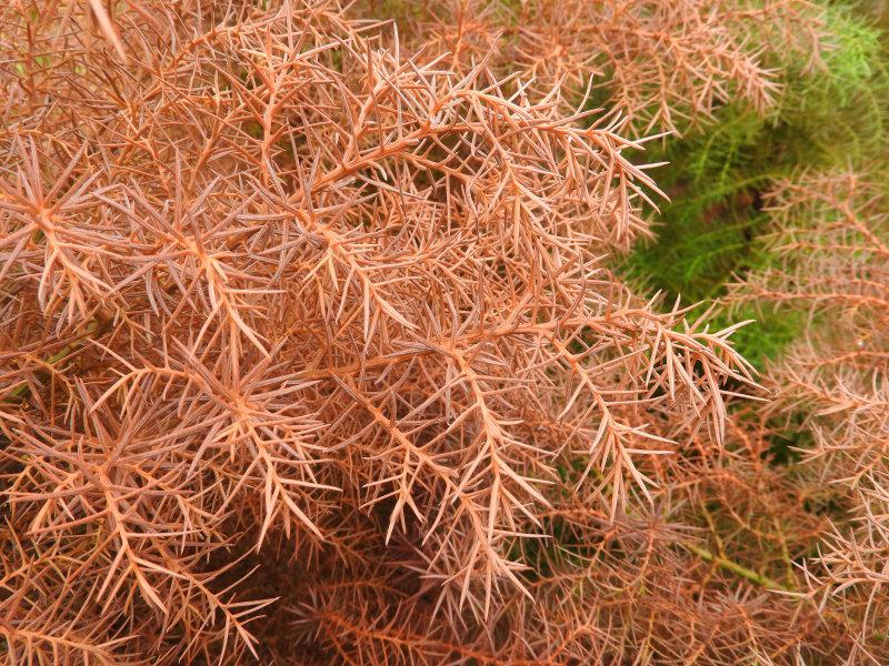 Orangebraune Herbstfärbung der Cryptomeria japonica Elegans