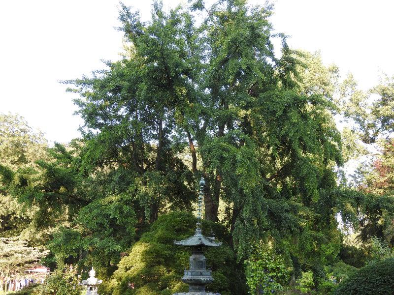 Großer, alter Ginkgobaum