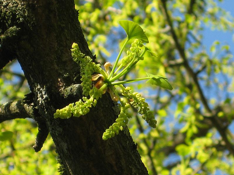 Blüte des Ginkgo biloba