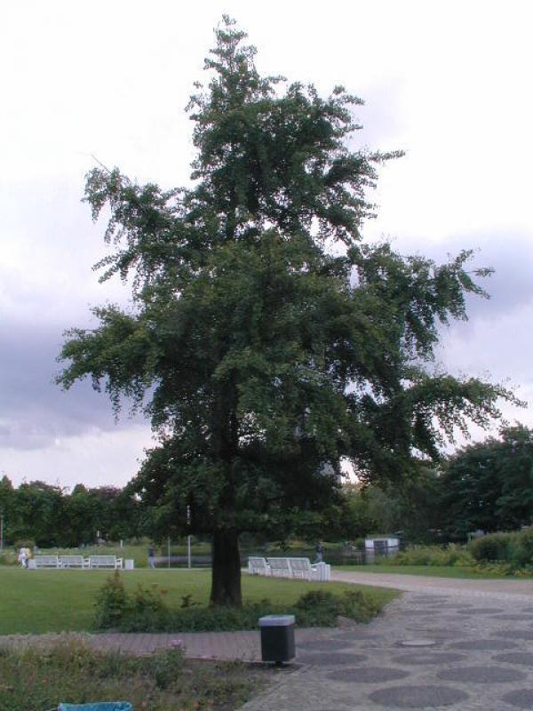 Typische Wuchsform von Ginkgo biloba