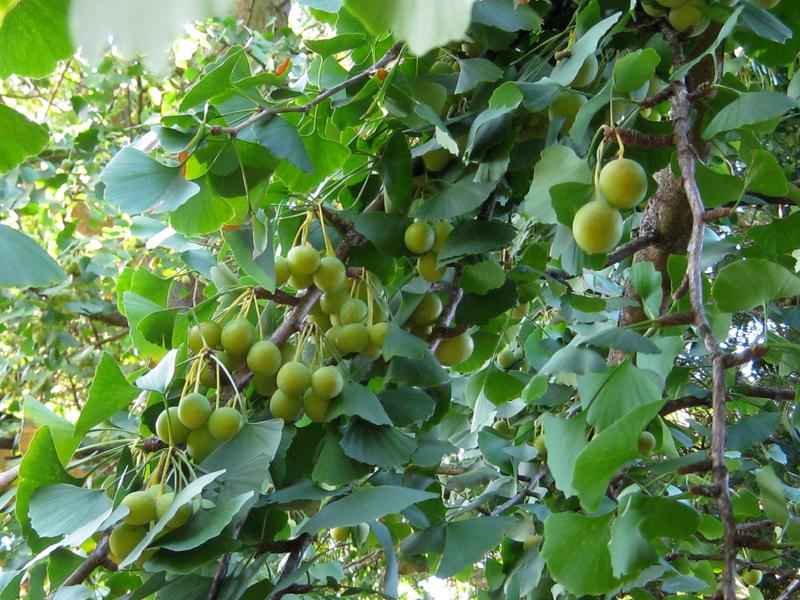 Früchte des Ginkgo biloba