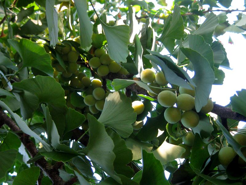 Im Herbst reifen die Früchte des Ginkgo biloba heran.