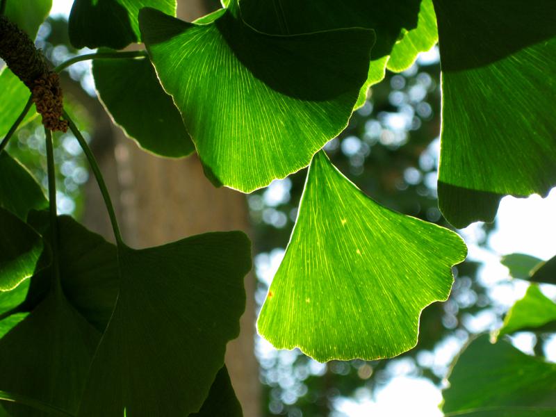 Hübsche Struktur des Ginkgo biloba im Gegenlicht