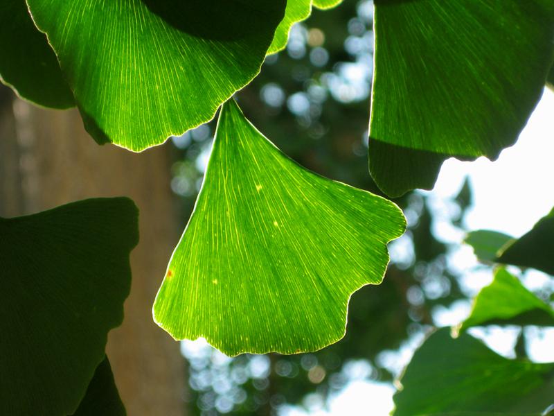 Das Blatt des Ginkgo biloba sieht fächerartig aus.