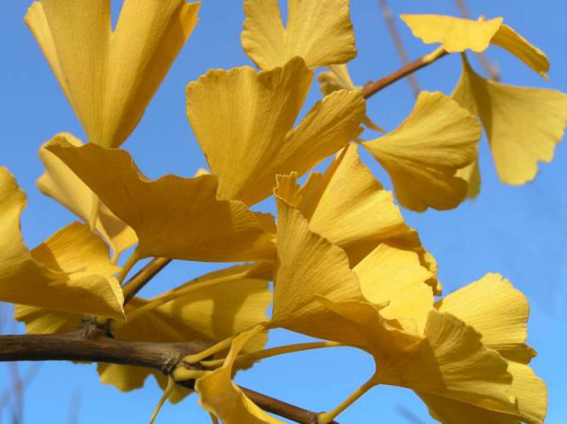 Leuchtend gelbes Herbstlaub des Ginkgo biloba