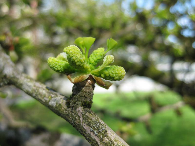 Blütenknospen des Ginkgo biloba