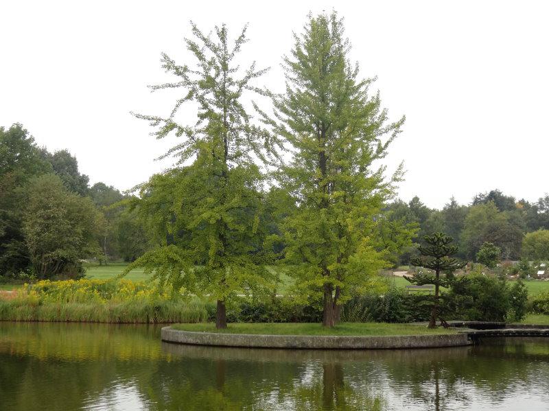Ginkgo als solitärer Baum im Botanischen Garten Hamburg