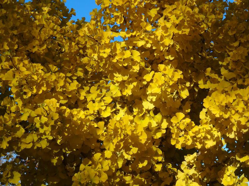 Leuchtend gelbe Ginkgo-Blätter im Herbst