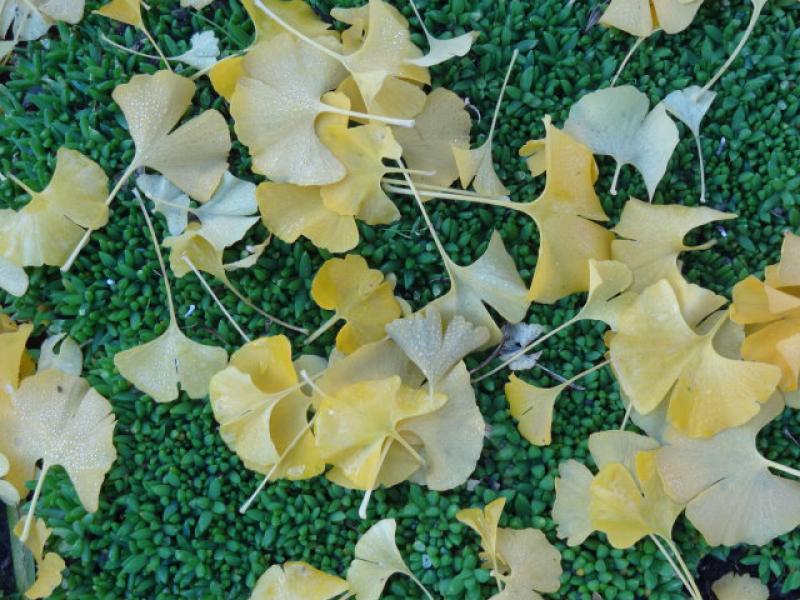 Herunter gefallendes Herbstlaub von Ginkgo biloba Mariken