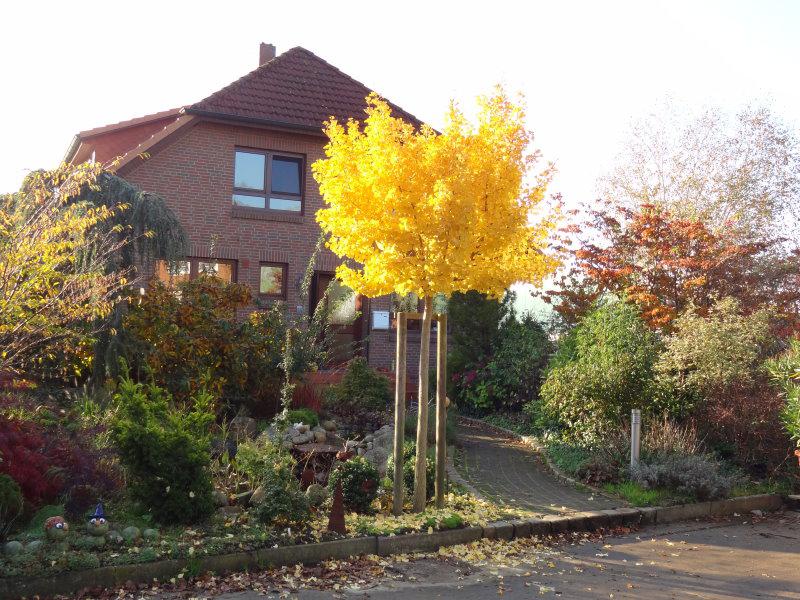 Prächtige gelbe Herbstfärbung bei Ginkgo biloba Marieken, aufgenommen Ende Oktober