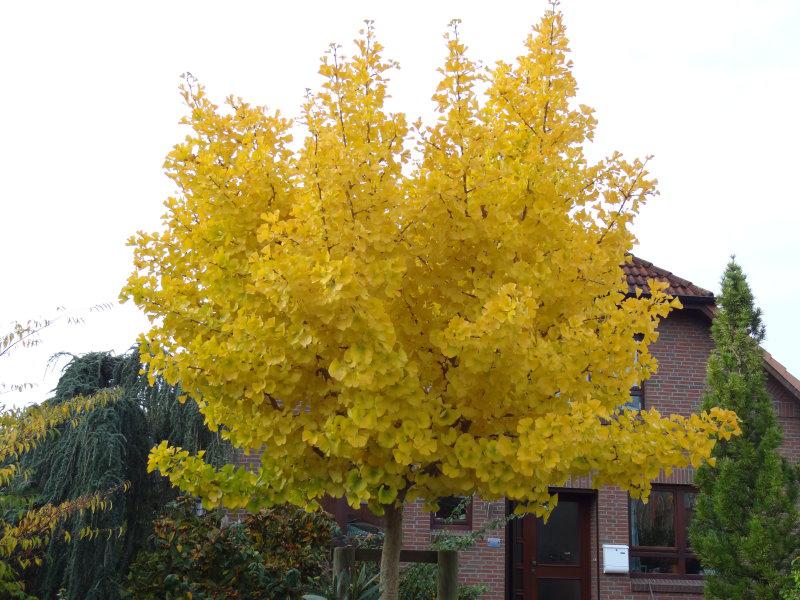 Das goldgelbe Herbstlaub des Kugel-Ginkgobaumes Marieken