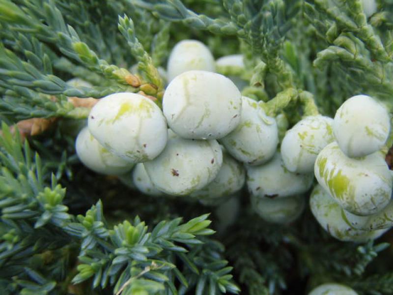 Juniperus horizontalis Glauca mit Fruchtschmuck