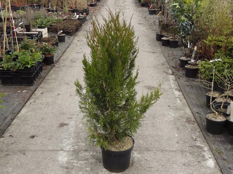 Juniperus chinensis Spartan (Aufnahme März 2018)
