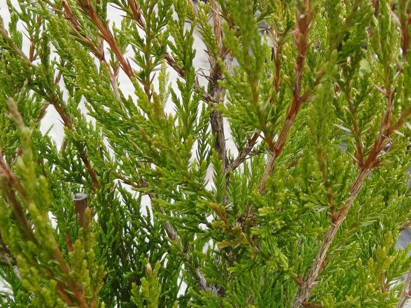 Die Nadeln von Juniperus chinensis Spartan im Winter