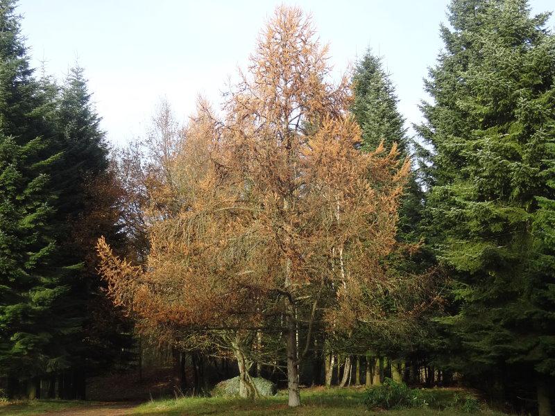 Die europäische Lärche im Herbst, Aufnahme aus Mitte November