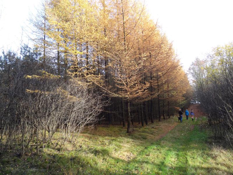 Larix decidua-Anpflanzung im Wald