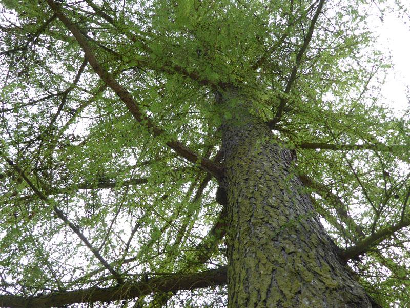 Alte Lärche mit frischen Nadeln im April