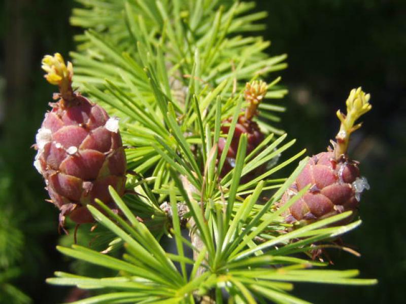 Larix decidua mit Zapfenbildung