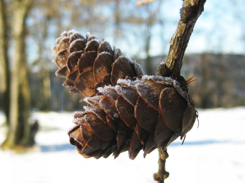 Zapfen der Europäischen Lärche im Winter