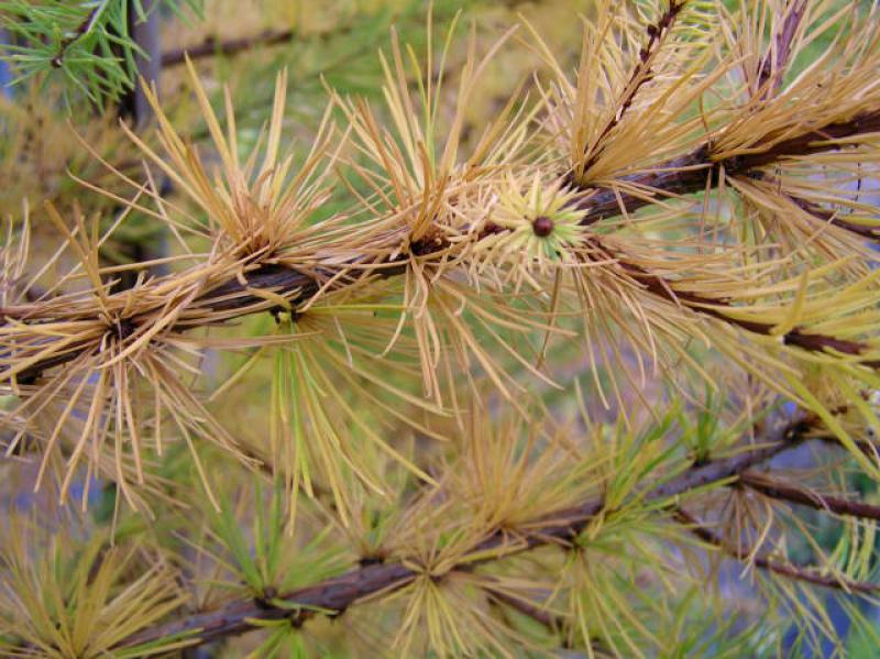 Beginnende Herbstfärbung bei Larix leptolepis