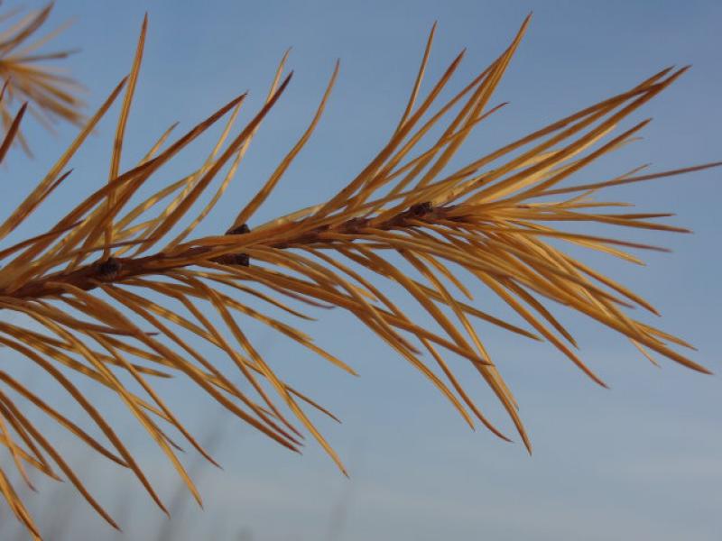 Herbtfärbung bei Larix kaempferi