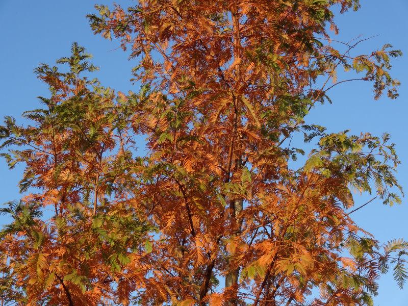 Metasequoia glyptostroboides mit Herbstlaub, aufgenommen Anfang November