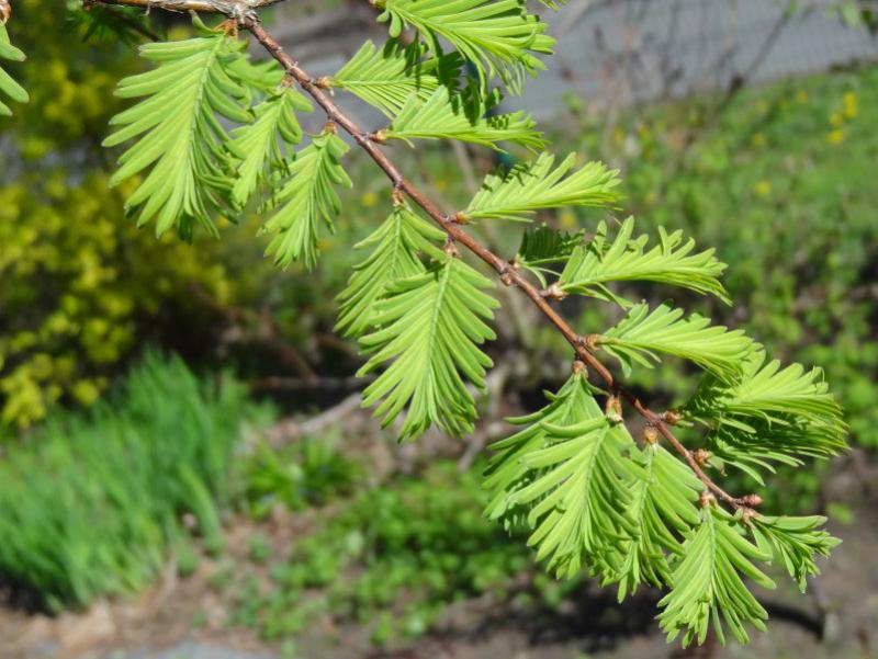 Austrieb von Metasequoia glyptostroboides im Mai